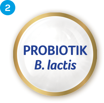 lactis