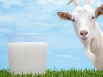 Myths or facts: goat’s milk as an alternative choice for your child