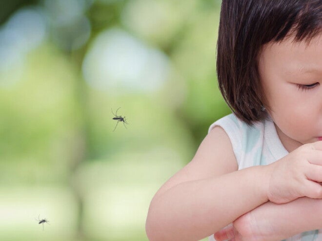 Allergies and the immune system